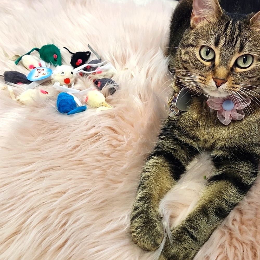Brand New 11CT BUNDLE ZANIES COLORFUL FAUX FUR CATNIP MICE & SPIDER CAT TOYS